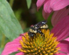 Triepeolus concavus