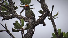 Aratinga auricapillus