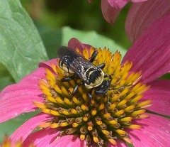Triepeolus concavus
