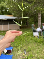 Dichanthelium malacophyllum