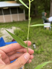 Dichanthelium malacophyllum