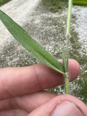 Dichanthelium malacophyllum