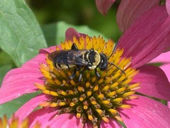 Triepeolus concavus