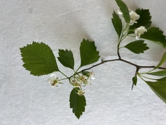 Crataegus dodgei