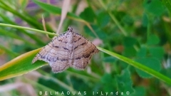 Camptogramma