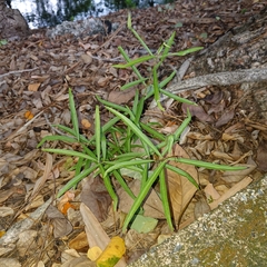 Ficus maclellandii