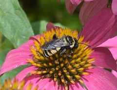 Triepeolus concavus