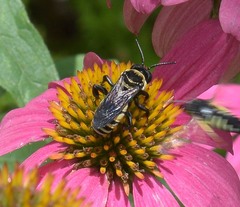 Triepeolus concavus