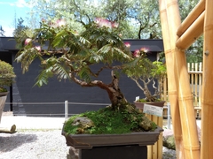 Crassula sarcocaulis