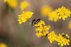 Acmaeodera hepburnii