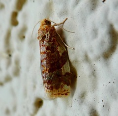 Archips argyrospila