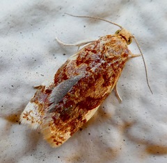 Archips argyrospila