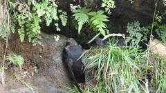 Cypseloides fumigatus