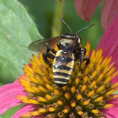 Triepeolus concavus