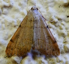 Hemeroplanis historialis