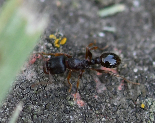 Immigrant Pavement Ant