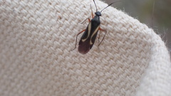 Orectoderus