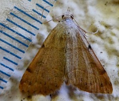 Hemeroplanis historialis