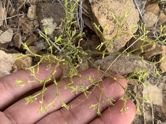 Chorizanthe brevicornu