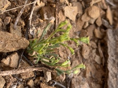 Chorizanthe brevicornu