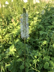 Sanguisorba