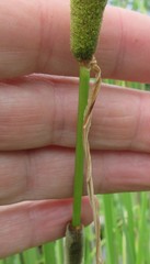 Typha × soligorskiensis