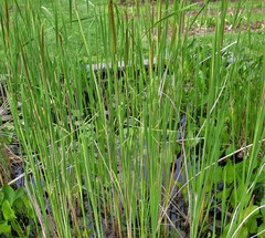 Typha × soligorskiensis