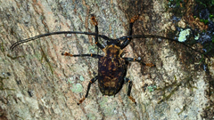 Polyrhaphis papulosa