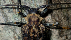 Polyrhaphis papulosa