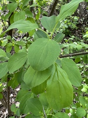 Rhamnus cathartica