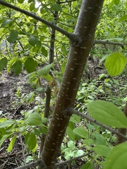 Rhamnus cathartica
