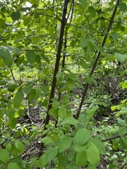 Rhamnus cathartica