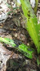 Xanthopastis regnatrix