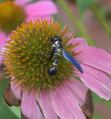 Zethus spinipes variegatus