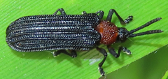Chalepus bicolor