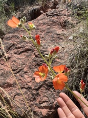 Sphaeralcea grossulariifolia