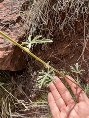 Sphaeralcea grossulariifolia