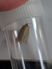 Zelotherses paleana