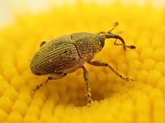 Geraeus