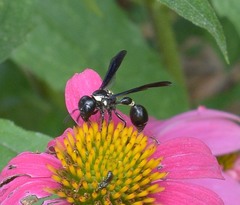 Zethus spinipes variegatus