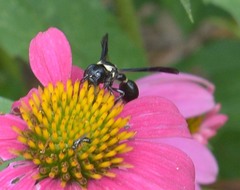 Zethus spinipes variegatus