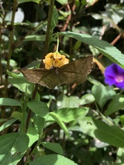 Achlyodes