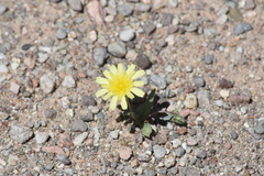 Malacothrix fendleri
