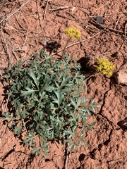 Cymopterus purpureus