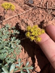 Cymopterus purpureus