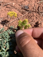 Cymopterus purpureus