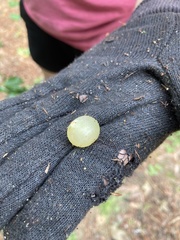 Amphibolips nubilipennis