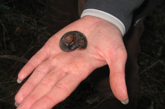 Monadenia infumata