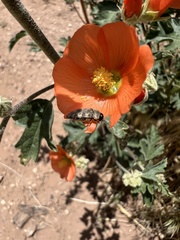 Sphaeralcea grossulariifolia