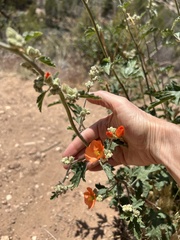 Sphaeralcea grossulariifolia